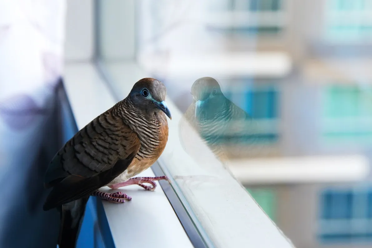 Bird strike prevention window film Philadelphia
