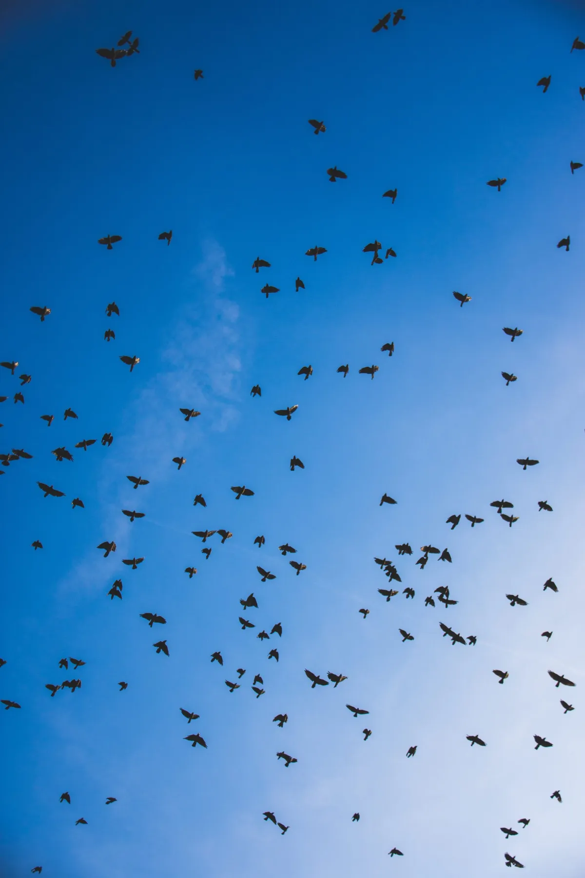 Bird Divert certifications Philadelphia