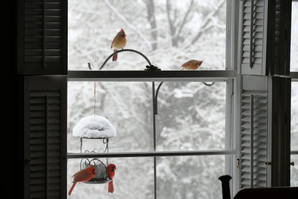 Bird friendly building regulations Philadelphia
